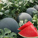 Qizhe seedless watermelon seeds with black skin and red flesh, extra large lazy super sweet giant seedless watermelon fruit seeds with crack-resistant melon, rock sugar melon 1 pack + black skin seedless watermelon 1 pack