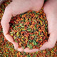 [Wild, sulfur-free] Changbaishan special grade red and green wolfberry tea, sulfur-free dry goods, pure natural colorful wolfberry 250g, 1 can