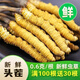 2025年新鲜冬虫夏草正宗头期鲜虫草1.2克/根正品鲜草送礼品补品 0.8-1.0克/根【冷冻保存】 20根新鲜虫草