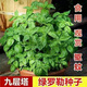 Basil seeds green stem nine-story tower planted lemon sweet basil balcony courtyard planting edible green basil seeds nine-story tower 100 capsules + fertilizer