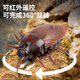 
Remote-controlled animal toys crawling Tik Tok cockroach Xiaoqiang simulates electric bug fake insect creative gift [classic version - remote control centipede] black model 9901+ [upgraded version] Another 24 electronics