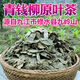 Jiangxi Xiushui Qingqian Willow Tea Tender Sprouts Golden Qian Willow Tea Wild Alpine Ancient Tree Raw Leaf Grained Tea 2 boxes/250g*50 bubbles
