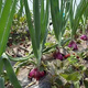 Special for planting, fruit purple-red skinned onion seedlings, direct delivery from field planting seedling base, low price, good quality (special for planting), purple-skinned onion seedlings, 100 pieces