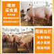 Pig premix, fattening pig premix, small, medium and large pig feed premix, factory direct sales compound premix for pigs, 4% for fattening pigs (pig 60 Jin Jin is equal to 0.5 kg ~ for slaughter)