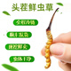 头期新鲜冬虫夏草大号鲜草顺丰冷链产地直发2025头茬新鲜虫草 西藏鲜虫草每条0.5-0.6克20条装
