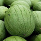Xinhongbao watermelon seedlings, extra large, early-maturing, disease-resistant, green, extra large, sweet lazy watermelon seeds, giant watermelon seeds, A New Hongbao watermelon seeds, 5 packs