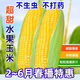 Sweet and crispy fruit corn big cob, early maturing, fragrant and super sweet corn, eaten raw in the field for all seasons, high quality fruit corn seeds, trial planting 5 seeds
