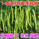 Non-spicy authentic non-spicy Hangzhou pepper No. 1 seeds fruit Hangzhou pepper pepper non-spicy vegetable seeds Qianrui original packaging 2 packs (about 200) for free