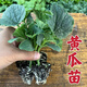 Rabbit leg fruit type cucumber seedlings, new varieties, early maturing short-stick cucumber seedlings, large collection of vegetable seedlings in small yards, rabbit leg fruit cucumber seedlings, 3 trees + fertilizer + planting