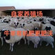 One hundred Jin Jin is equal to 0.5 kilograms. Fifty Jin Jin is equal to 0.5 kilograms. Sheep manure fermented organic fertilizer, special fertilizer for vegetables and flowers, household flowers and sheep manure. Blood loss impulse. 50 Jin Jin is equal to 0.5 kilograms. Decomposed fermented sheep manure -