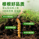 
Fresh Cordyceps sinensis Yuanjiang grass, 2025 first stubble Cordyceps 1.0~1.1g/root 50 roots, direct and cold transportation from the source