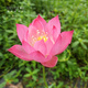 Miniature bowl lotus seedlings hydroponic plants lotus small lotus seedlings root stem lotus whip seedlings garden flowers potted naked lotus roots rain flower love [medium size] 8-15CM