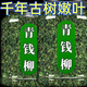 北京同仁堂【植物】江西修水野生青钱柳原产地原生态青钱柳茶金钱柳茶叶 青钱柳20克试用装
