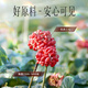Yunnan Baiyao gekochtes Panax Notoginseng Pulver (gedämpft) 2G*60 Beutel gekochtes Pulver ist leichter zu absorbieren, blut und blut, postoperatives Konditionierpulver, Wenshan immaterielles kulturelles Erbeverarbeitung