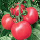 Big fruit 168 tomato seeds super sweet heat-resistant old variety tomato seeds high yield southern big fruit tomato seeds DF5562 original high yield new species 1000