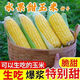 Sweet and crispy fruit corn big cob, early maturing, fragrant and super sweet corn, eaten raw in the field for all seasons, high quality fruit corn seeds, trial planting 5 seeds