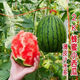 Super sweet Kirin honey pot small watermelon seeds seedless small watermelon four seasons planting balcony courtyard potted fruit seeds potted honey small watermelon seeds 3 packs