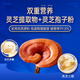 
Fuyuankang Ganoderma lucidum extract Broken wall Ganoderma lucidum spore powder Changbaishantou Dao spore powder Rich Ganoderma lucidum spore oil [1 month quantity] 10 bags/box*3 boxes