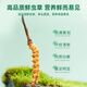
Purple and blue flowers sea [first 25 years] Fresh Cordyceps sinensis 1.2 grams/20 fresh Cordyceps sinensis straight from the source