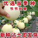 Qizhe Super Sweet White Sugar Melon Seed Super Sweet Early Melon Ripe Seed White Honey Melon Can High Yield Sweet Sugar Melon Seed Fruit All Seasons White Sugar Melon Seeds 1 Pack 50 Seasonal