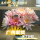 Water lily flowers with buds for office home flower arrangement champagne color water-raised fresh cut flowers fresh Yunnan Kunming straight hair champagne golden water lily 10 pieces