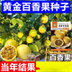 Passion fruit seeds year-round high temperature resistant perennial golden egg fruit seeds fruit non-living package can be planted nationwide 57 seeds + 16 seeds + A-grade chemical fertilizer