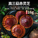 
Xunfu [triterpenes>16%] Breaking wall Ganoderma lucidum spore powder Organic blue hat double certification Health care and nourishing for middle-aged and elderly people 2g*50 bags/one box (monthly set meal)
