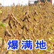 Thousand Jin Jin is equal to 0.5 kilograms. Bean soybean seeds, early soybean seeds, farmers' own soybean seeds. Thousand Jin Jin is equal to 0.5 kilograms. Beans 250 grams. Yield per mu is over 1,000. Original color.