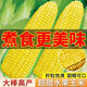 Sweet and crispy fruit corn big cob, early maturing, fragrant and super sweet corn, eaten raw in the field for all seasons, high quality fruit corn seeds, trial planting 5 seeds