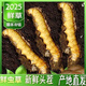 头期新鲜冬虫夏草大号鲜草顺丰冷链产地直发2025头茬新鲜虫草 西藏鲜虫草每条0.5-0.6克20条装