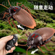
Remote-controlled animal toys crawling Tik Tok cockroach Xiaoqiang simulates electric bug fake insect creative gift [classic version - remote control centipede] black model 9901+ [upgraded version] Another 24 electronics