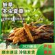 [2025 Erste Stoppeln frisches Gras] Frisch Cordyceps natürlicher frischer Cordyceps Echtes frisches Gras Ernährung tibetaner frisches Gras 1,0-1,2 Gramm/Stück 30 Stücke von 2 Stück Cordyceps geliefert von SF Express
