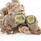 Peking Tongrentang Panax Notoginseng Pulver [gleich wie Apotheke] Authentische Yunnan Wenshan Special Panax Notoginseng reines Pulver chinesischer medizinischer Materialien 0 Addition Panax NotoginSeng [Mahlenpulver] [People's Price] 1 eineinhalb Flasche Panax Notoginseng Pulver [Jin gleich 0,5 kg]