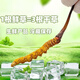 Cordyceps frais Sinensis Verrouillage sous vide Emballage frais Sf Express Chaîne froide Origine directe des cheveux directs Big Gras