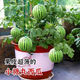 Super sweet Kirin honey pot small watermelon seeds seedless small watermelon four seasons planting balcony courtyard potted fruit seeds potted honey small watermelon seeds 3 packs