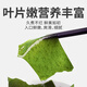 Xiaohai Story Dalian Dried Wakame Net Content 100g*1 Bag Straight from the Source Seasonal New Vegetables High Foam Soup Dried Goods