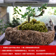 Stone flowerpot absorbent stone water stone original stone natural flowerpot with asparagus bamboo and calamus succulent plant micro landscape pot 13-17cm stone pot + small leaf red phoebe package one