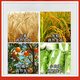 14-Hydroxybrassinonin Fruit Tree and Vegetable Disease Resistance Mitigation Drug Damage Resistance Drought and Frost Resistance Growth Regulator 500g