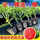 Watermelon seedlings grafted 8424 Extra Sweet Kirin Super Sweet Seedless Midu Watermelon Seedlings Potted Planting Watermelon Seedlings Sweet King Buy 4+2 (Real Harvest 6) + Fertilizer