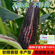 Planted all year round. Authentic black sweet waxy corn seeds. Planted black corn seeds all year round. Black sweet waxy corn seeds. Black sweet waxy corn seeds. Only new seeds sold. 5 packs, about 250 grains.