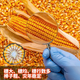 Zhengdan 958 national-approved corn variety corn seed high-yielding big stick corn seed Ludan 981 corn seed National-approved Zhengdan 958 corn seed original 3.5 Jin Jin equal to 0.5 kg 1 bag