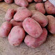 Hebei red-skinned large potatoes, fresh yellow-heart potatoes, freshly dug potatoes, ground eggs, potato noodles, hot pot wholesale, red-skinned large potatoes, 5Jin Jin is equal to 0.5kg, net weight, single fruit 150g+