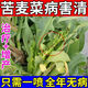 Songqing's special fertilizer for powdery mildew on bitter wheatgrass disease. Complete treatment of bitter wheatgrass disease. 3 bottles of powerful effect.