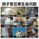 Tianyi Hong Pigeon Chongqing genuine Pigeon Chongqing Coccidia Trichomonas safe breeding racing pigeons homing pigeon breeding pigeon general feed additive Pigeon Chongqing 1 bottle