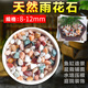 Runhua New Year's five-color small stone hydroponic tulip bottom flower cultivation stone succulent paving stone five-flower stone 8-12mm half Jin Jin is equal to 0.5 kg