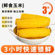 Jingmi Northeastern yellow waxy corn 1.8Jin Jin is equal to 0.5kg (3-4 ears) Northeastern sweet sticky corn on the cob breakfast corn directly from the source