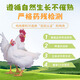 Dacheng Anti-Anti-Chick-Flügel 690 g frische frische Hühnerflügel Keine Antibiotika-Zertifizierung gerösteter Hühnerflügel geschmorte Hühnerflügel Flügel