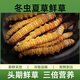 
2025 first-term fresh grass fresh cordyceps genuine fresh cordyceps natural fresh cordyceps nutritional nourishment gifts Tibetan fresh grass 0.5-0.6 grams/piece 30 pieces of 2 pieces Cordyceps SF Express delivery