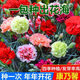 Double carnation seeds are easy to grow live flowers in potted plants for balcony indoor and outdoor for all seasons. Carnation seeds 12 colors mixed pack great value benefits 2 packs about 538 capsules garden balcony