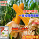 Twin autumn corn, high yield, nationally approved big stick corn seed, lodging and drought resistant seed, can be planted in Yunnan, Guizhou and Sichuan. NK718 2.9Jin Jin is equal to 0.5kg. It can be planted in one acre.